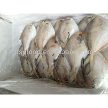 Frozen White Pomfret